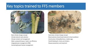Key topics trained to FFS members
Basic climate change concept
Climate tolerant seed selection
Climate resilient soil management
Water saving techniques / water use efficiency
Integrated pest management (IPM)
Harvesting & post harvest management
Some basic climate change concept
Breed selection (local breed tolerant to local condition)
Construction of biosafety fence, mobile cage,
Feed & feeding for chicks and chickens
Disease prevention and treatment
 