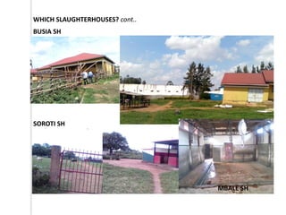 Outline of proposed pilot livestock identification and traceability activities in Uganda