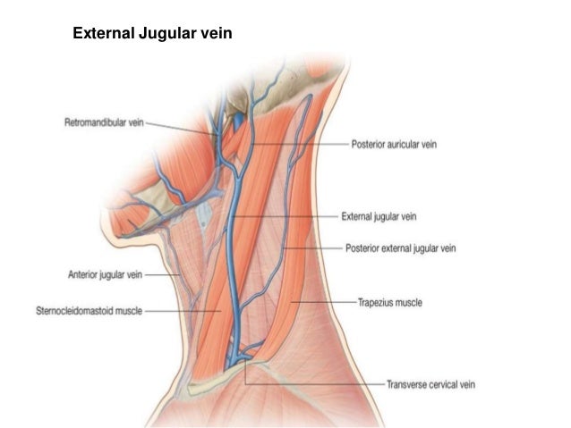 Posterior Triangle Of Neck