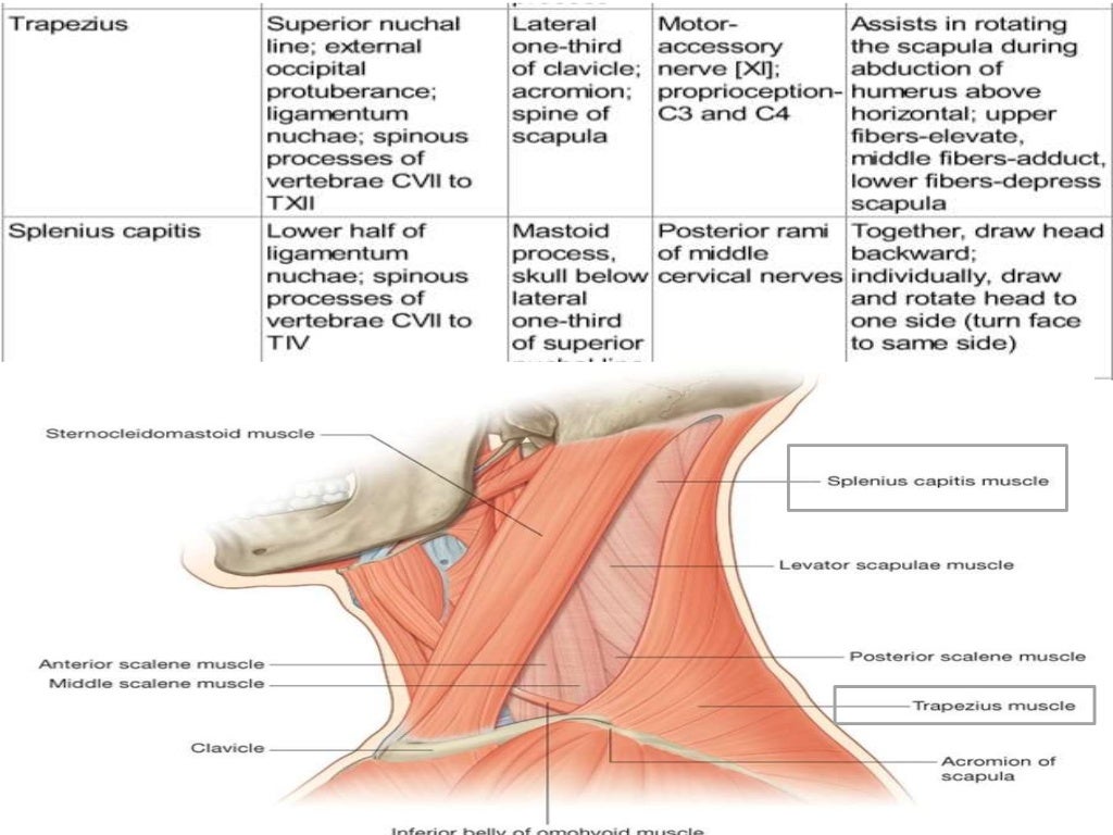 posterior triangle of neck