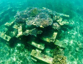 Pilot Project 1: Coral Garden Bali Turtle Island (Pulau Serangan).  Photographer: Jason Wolcott/LEWHS.com