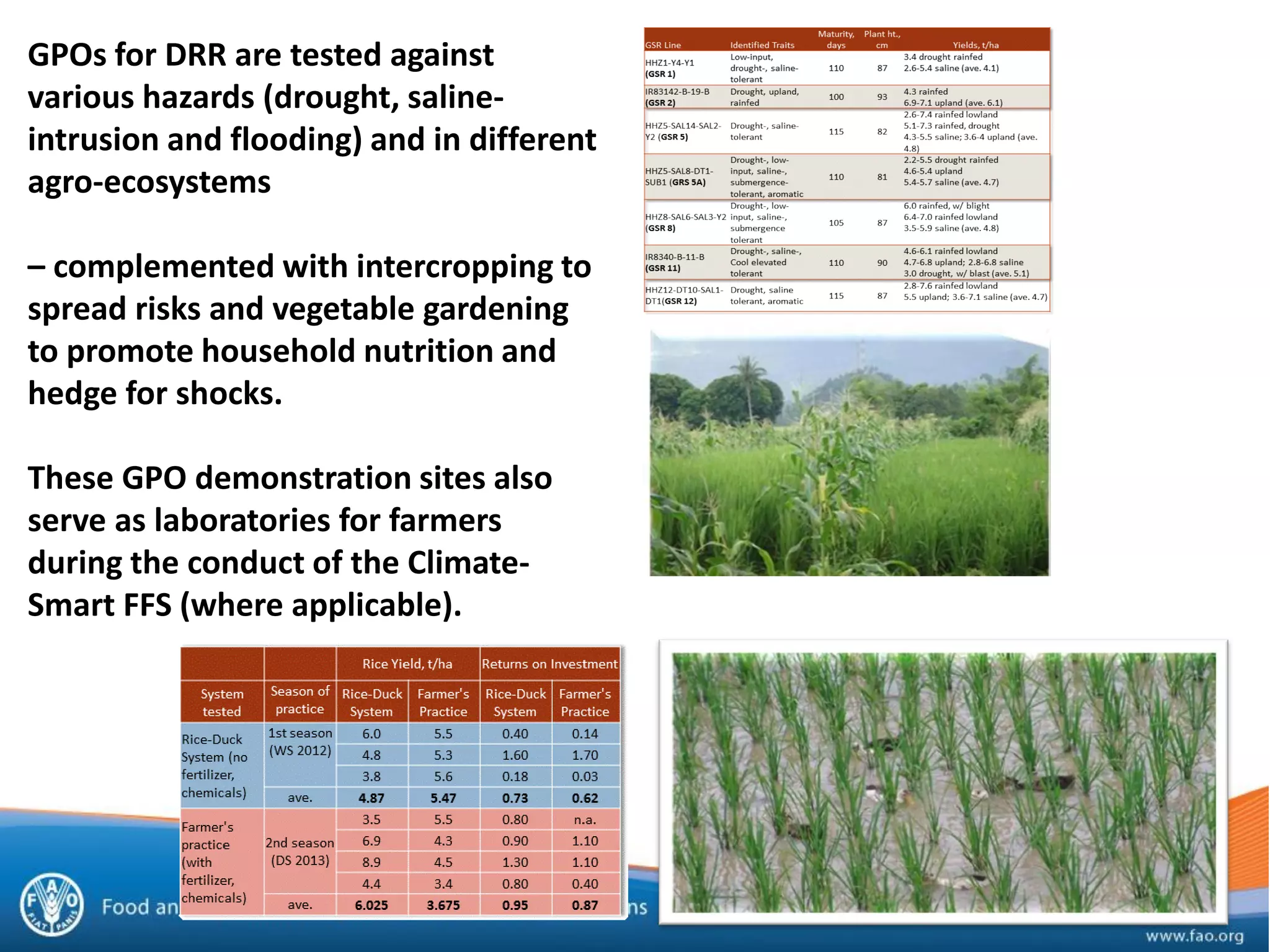 GPOs for DRR are tested against
various hazards (drought, saline-
intrusion and flooding) and in different
agro-ecosystems
– complemented with intercropping to
spread risks and vegetable gardening
to promote household nutrition and
hedge for shocks.
These GPO demonstration sites also
serve as laboratories for farmers
during the conduct of the Climate-
Smart FFS (where applicable).
 