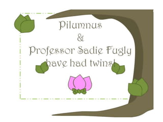 Pilumnus &amp; prof. sadie's first twins