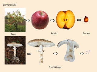 Ein Vergleich:
Baum Frucht Samen
Fruchtkörper
 