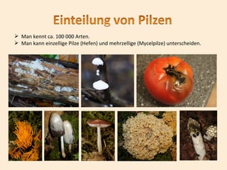  Man kennt ca. 100 000 Arten.
 Man kann einzellige Pilze (Hefen) und mehrzellige (Mycelpilze) unterscheiden.
 