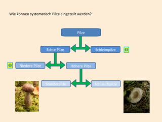 Wie können systematisch Pilze eingeteilt werden?
Pilze
Echte Pilze Schleimpilze
Niedere Pilze Höhere Pilze
Ständerpilze Schlauchpilze
 