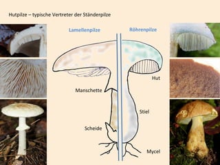 Hutpilze – typische Vertreter der Ständerpilze
RöhrenpilzeLamellenpilze
Stiel
Scheide
Manschette
Hut
Mycel
 