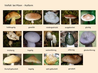 Vielfalt bei Pilzen - Hutform
halbkugelig niedergedrückt
walzenförmig
gewölbt ausgebreitet
trichterig eiförmigkugelig
glockig
Stumpf gebuckelt kegelig spitz gebuckelt genabelt
glockenförmig
 