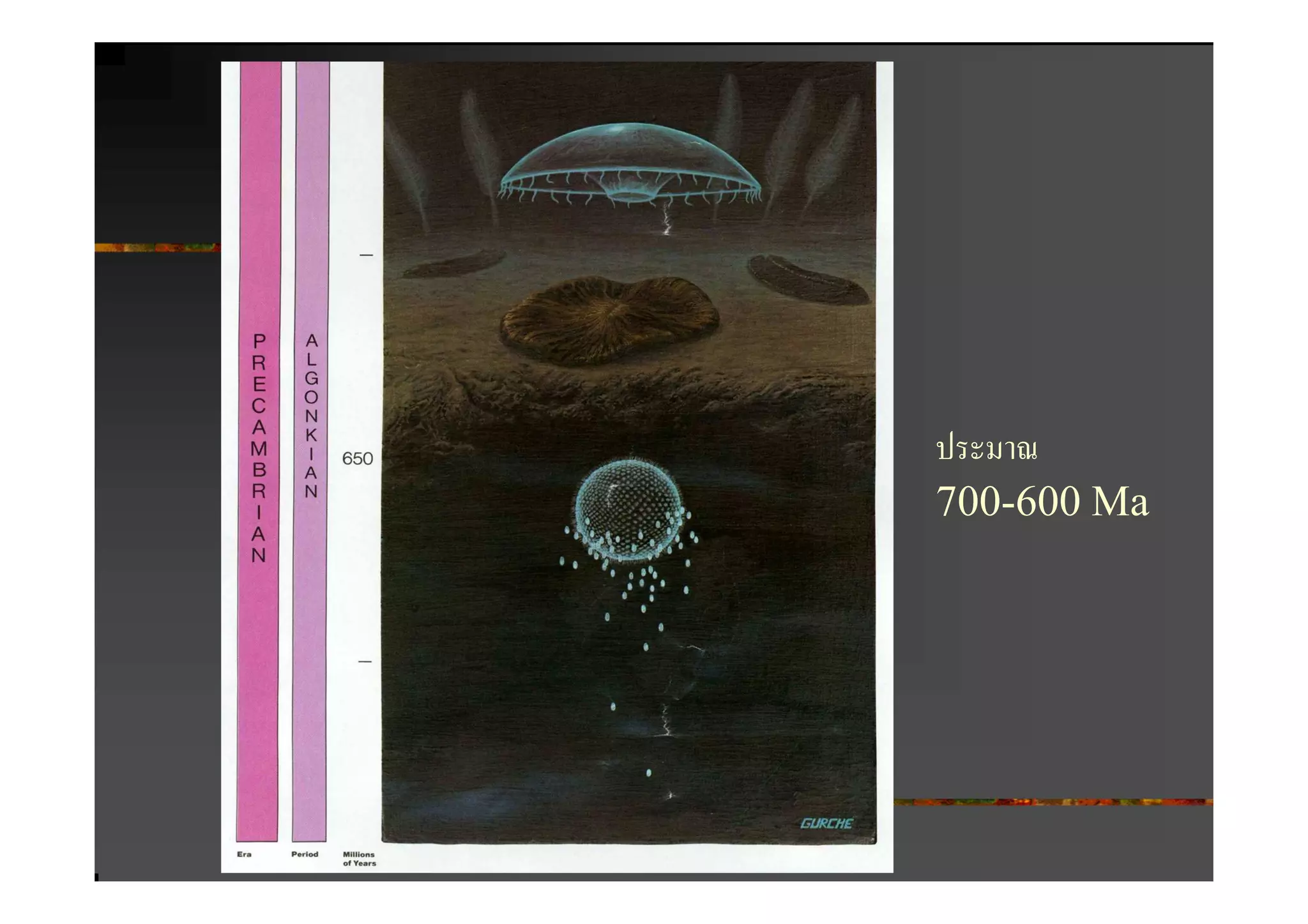 ประมาณ
700-600 Ma
 