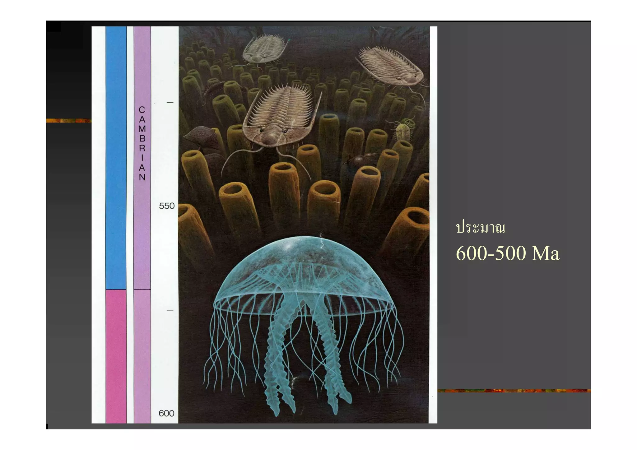 ประมาณ
600-500 Ma
 