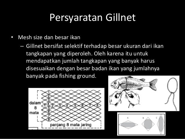 Pim1221 6 menangkap ikan dengan jaring insang