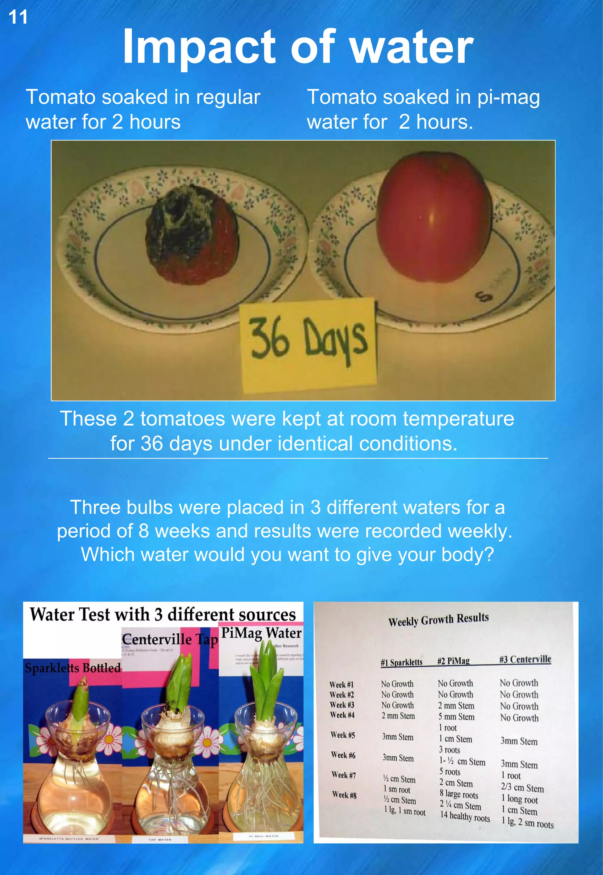 Impact of water Tomato soaked in pi-mag water for  2 hours.  These 2 tomatoes were kept at room temperature for 36 days under identical conditions.  Tomato soaked in regular water for 2 hours 11 Three bulbs were placed in 3 different waters for a period of 8 weeks and results were recorded weekly.  Which water would you want to give your body? 