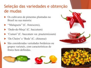 Seleção das variedades e obtenção
de mudas
 Os cultivares de pimentas plantadas no
Brasil na sua maioria:
 ‘‘Malagueta’’ (C. frutescens),
 ‘Dedo-de-Moça’ (C. baccatum)
 ‘Cumari’ (C. baccatum var. praetermissum)
 ‘De Cheiro’ e ‘Bode’ (C. chinense)
 São consideradas variedades botânicas ou
grupos varietais, com características de
frutos bem definidas.
 