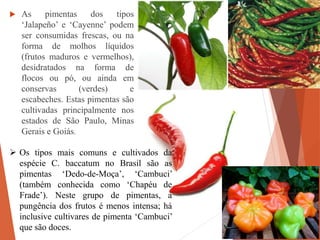  As pimentas dos tipos
‘Jalapeño’ e ‘Cayenne’ podem
ser consumidas frescas, ou na
forma de molhos líquidos
(frutos maduros e vermelhos),
desidratados na forma de
flocos ou pó, ou ainda em
conservas (verdes) e
escabeches. Estas pimentas são
cultivadas principalmente nos
estados de São Paulo, Minas
Gerais e Goiás.
 Os tipos mais comuns e cultivados da
espécie C. baccatum no Brasil são as
pimentas ‘Dedo-de-Moça’, ‘Cambuci’
(também conhecida como ‘Chapéu de
Frade’). Neste grupo de pimentas, a
pungência dos frutos é menos intensa; há
inclusive cultivares de pimenta ‘Cambuci’
que são doces.
 