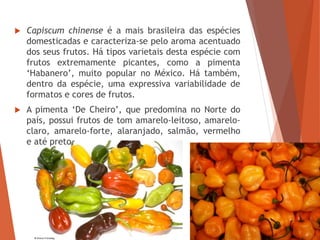  Capiscum chinense é a mais brasileira das espécies
domesticadas e caracteriza-se pelo aroma acentuado
dos seus frutos. Há tipos varietais desta espécie com
frutos extremamente picantes, como a pimenta
‘Habanero’, muito popular no México. Há também,
dentro da espécie, uma expressiva variabilidade de
formatos e cores de frutos.
 A pimenta ‘De Cheiro’, que predomina no Norte do
país, possui frutos de tom amarelo-leitoso, amarelo-
claro, amarelo-forte, alaranjado, salmão, vermelho
e até preto.
 