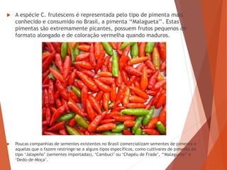  A espécie C. frutescens é representada pelo tipo de pimenta mais
conhecido e consumido no Brasil, a pimenta ‘‘Malagueta’’. Estas
pimentas são extremamente picantes, possuem frutos pequenos de
formato alongado e de coloração vermelha quando maduros.
 Poucas companhias de sementes existentes no Brasil comercializam sementes de pimenta e
aquelas que o fazem restringe-se a alguns tipos específicos, como cultivares de pimenta do
tipo ‘Jalapeño’ (sementes importadas), ‘Cambuci’ ou ‘Chapéu de Frade’, ‘‘Malagueta’’ e
‘Dedo-de-Moça’.
 