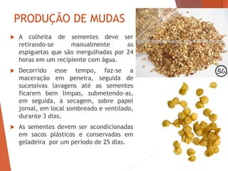PRODUÇÃO DE MUDAS
 A colheita de sementes deve ser
retirando-se manualmente as
espiguetas que são mergulhadas por 24
horas em um recipiente com água.
 Decorrido esse tempo, faz-se a
maceração em peneira, seguida de
sucessivas lavagens até as sementes
ficarem bem limpas, submetendo-as,
em seguida, à secagem, sobre papel
jornal, em local sombreado e ventilado,
durante 3 dias.
 As sementes devem ser acondicionadas
em sacos plásticos e conservadas em
geladeira por um período de 25 dias.
 