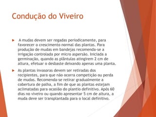 Condução do Viveiro
 A mudas devem ser regadas periodicamente, para
favorecer o crescimento normal das plantas. Para
produção de mudas em bandejas recomenda-se a
irrigação controlada por micro aspersão. Iniciada a
germinação, quando as plântulas atingirem 2 cm de
altura, efetuar o desbaste deixando apenas uma planta.
 As plantas invasoras devem ser retiradas dos
recipientes, para que não ocorra competição ou perda
de mudas. Recomenda-se retirar gradualmente a
cobertura de palha, a fim de que as plantas estejam
aclimatadas para ocasião do plantio definitivo. Após 60
dias no viveiro ou quando apresentar 5 cm de altura, a
muda deve ser transplantada para o local definitivo.
 