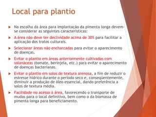 Local para plantio
 Na escolha da área para implantação da pimenta longa devem-
se considerar as seguintes características:
 A área não deve ter declividade acima de 30% para facilitar a
aplicação dos tratos culturais.
 Selecionar áreas não encharcadas para evitar o aparecimento
de doenças.
 Evitar o plantio em áreas anteriormente cultivadas com
solanáceas (tomate, berinjela, etc.) para evitar o aparecimento
de doenças bacterianas.
 Evitar o plantio em solos de textura arenosa, a fim de reduzir o
estresse hídrico durante o período seco e, conseqüentemente,
diminuir a produção de óleo essencial, dando preferência a
solos de textura média.
 Facilidade no acesso à área, favorecendo o transporte de
mudas para o local definitivo, bem como o da biomassa de
pimenta longa para beneficiamento.
 