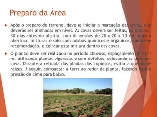 Preparo da Área
 Após o preparo do terreno, deve-se iniciar a marcação das covas, que
deverão ser alinhadas em nível. As covas devem ser feitas, no mínimo,
30 dias antes do plantio, com dimensões de 20 x 20 x 20 cm. Após a
abertura, misturar o solo com adubos químicos e orgânicos, conforme
recomendação, e colocar esta mistura dentro das covas.
 O plantio deve ser realizado no período chuvoso, espaçamento de 1 x 1
m, utilizando plantas vigorosas e sem defeitos, colocando-se uma por
cova. Durante a retirada das plantas dos copinhos, evitar a quebra de
raízes. A seguir, compactar a terra ao redor da planta, fazendo ligeira
pressão de cima para baixo.
 