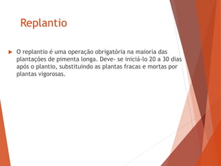 Replantio
 O replantio é uma operação obrigatória na maioria das
plantações de pimenta longa. Deve- se iniciá-lo 20 a 30 dias
após o plantio, substituindo as plantas fracas e mortas por
plantas vigorosas.
 