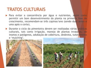 TRATOS CULTURAIS
 Para evitar a concorrência por água e nutrientes, assim como
permitir um bom desenvolvimento da planta na primeira fase de
crescimento, recomendam-se três capinas/ano (sendo duas antes e
uma após o corte).
 Durante o ciclo da pimenteira devem ser realizadas várias práticas
culturais, tais como irrigação, manejo de plantas invasoras, de
insetos e patógenos, adubação de cobertura, desbrota, tutoramento
e ‘mulching’.
 