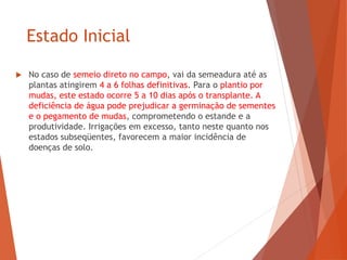 Estado Inicial
 No caso de semeio direto no campo, vai da semeadura até as
plantas atingirem 4 a 6 folhas definitivas. Para o plantio por
mudas, este estado ocorre 5 a 10 dias após o transplante. A
deficiência de água pode prejudicar a germinação de sementes
e o pegamento de mudas, comprometendo o estande e a
produtividade. Irrigações em excesso, tanto neste quanto nos
estados subseqüentes, favorecem a maior incidência de
doenças de solo.
 