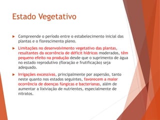 Estado Vegetativo
 Compreende o período entre o estabelecimento inicial das
plantas e o florescimento pleno.
 Limitações no desenvolvimento vegetativo das plantas,
resultantes da ocorrência de déficit hídricos moderados, têm
pequeno efeito na produção desde que o suprimento de água
no estado reprodutivo (floração e frutificação) seja
adequado.
 Irrigações excessivas, principalmente por aspersão, tanto
neste quanto nos estados seguintes, favorecem a maior
ocorrência de doenças fúngicas e bacterianas, além de
aumentar a lixiviação de nutrientes, especialmente de
nitratos.
 