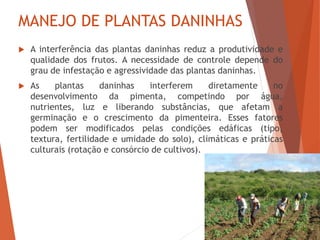 MANEJO DE PLANTAS DANINHAS
 A interferência das plantas daninhas reduz a produtividade e
qualidade dos frutos. A necessidade de controle depende do
grau de infestação e agressividade das plantas daninhas.
 As plantas daninhas interferem diretamente no
desenvolvimento da pimenta, competindo por água,
nutrientes, luz e liberando substâncias, que afetam a
germinação e o crescimento da pimenteira. Esses fatores
podem ser modificados pelas condições edáficas (tipo,
textura, fertilidade e umidade do solo), climáticas e práticas
culturais (rotação e consórcio de cultivos).
 