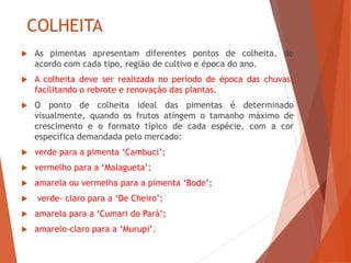 COLHEITA
 As pimentas apresentam diferentes pontos de colheita, de
acordo com cada tipo, região de cultivo e época do ano.
 A colheita deve ser realizada no período de época das chuvas,
facilitando o rebrote e renovação das plantas.
 O ponto de colheita ideal das pimentas é determinado
visualmente, quando os frutos atingem o tamanho máximo de
crescimento e o formato típico de cada espécie, com a cor
específica demandada pelo mercado:
 verde para a pimenta ‘Cambuci’;
 vermelho para a ‘Malagueta’;
 amarela ou vermelha para a pimenta ‘Bode’;
 verde- claro para a ‘De Cheiro’;
 amarela para a ‘Cumari do Pará’;
 amarelo-claro para a ‘Murupi’.
 