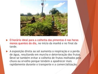  O horário ideal para a colheita das pimentas é nas horas
menos quentes do dia, no início da manhã e no final da
tarde.
 A exposição direta ao sol aumenta a respiração e a perda
de água, resultando em murcha e deterioração dos frutos.
Deve-se também evitar a colheita de frutos molhados pela
chuva ou orvalho porque tendem a apodrecer mais
rapidamente durante o transporte e a comercialização.
 