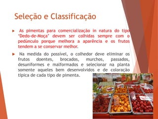 Seleção e Classificação
 As pimentas para comercialização in natura do tipo
‘Dedo-de-Moça’ devem ser colhidas sempre com o
pedúnculo porque melhora a aparência e os frutos
tendem a se conservar melhor.
 Na medida do possível, o colhedor deve eliminar os
frutos doentes, brocados, murchos, passados,
desuniformes e malformados e selecionar na planta
somente aqueles bem desenvolvidos e de coloração
típica de cada tipo de pimenta.
 