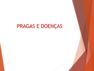PRAGAS E DOENÇAS
 