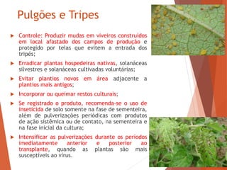 Pulgões e Tripes
 Controle: Produzir mudas em viveiros construídos
em local afastado dos campos de produção e
protegido por telas que evitem a entrada dos
tripés;
 Erradicar plantas hospedeiras nativas, solanáceas
silvestres e solanáceas cultivadas voluntárias;
 Evitar plantios novos em área adjacente a
plantios mais antigos;
 Incorporar ou queimar restos culturais;
 Se registrado o produto, recomenda-se o uso de
inseticida de solo somente na fase de sementeira,
além de pulverizações periódicas com produtos
de ação sistêmica ou de contato, na sementeira e
na fase inicial da cultura;
 Intensificar as pulverizações durante os períodos
imediatamente anterior e posterior ao
transplante, quando as plantas são mais
susceptíveis ao vírus.
 