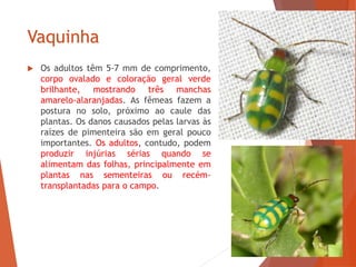 Vaquinha
 Os adultos têm 5-7 mm de comprimento,
corpo ovalado e coloração geral verde
brilhante, mostrando três manchas
amarelo-alaranjadas. As fêmeas fazem a
postura no solo, próximo ao caule das
plantas. Os danos causados pelas larvas às
raízes de pimenteira são em geral pouco
importantes. Os adultos, contudo, podem
produzir injúrias sérias quando se
alimentam das folhas, principalmente em
plantas nas sementeiras ou recém-
transplantadas para o campo.
 
