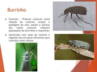 Burrinho
 Controle : Práticas culturais como
rotação de culturas, aração e
gradagem do solo, pousio e queima
dos restos culturais reduzem
populações de burrinhos e vaquinhas;
 Inseticidas com ação de contato e
ingestão são em geral eficientes para
controlar estes insetos
 