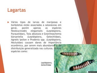 Lagartas
 Vários tipos de larvas de mariposas e
borboletas estão associadas a solanáceas em
geral, porém apenas as espécies
Neoleucinodes elegantalis (Lepidoptera,
Pyraustidae), Tuta absoluta e Gnorimoschema
barsaniella (Lepidoptera, Gelechiidae),
Agrotis ipsilon e Prodenia spp. (Lepidoptera,
Noctuidae) causam danos de importância
econômica, por serem mais abundantes e de
distribuição generalizada nas culturas. Outras
espécies como:
Lepidoptera,
Gelechiidae
 
