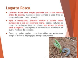 Lagarta Rosca
 Controle: Fazer uma aração profunda três a seis semanas
antes do plantio, mantendo neste período a área livre de
ervas daninhas e restos culturais;
 Após o transplante, procurar manter a cultura limpa,
evitando-se o uso de cobertura morta, restos culturais ou
restos de capinas na área da cultura, que servem de abrigo
para as lagartas, protegendo-as de eventuais predadores ou
outras medidas de controle;
 Fazer as pulverizações com inseticidas ao entardecer,
dirigidas à base e na projeção da copa das plantas.
 