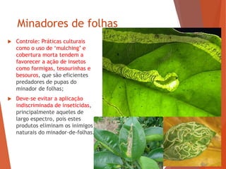 Minadores de folhas
 Controle: Práticas culturais
como o uso de ‘mulching’ e
cobertura morta tendem a
favorecer a ação de insetos
como formigas, tesourinhas e
besouros, que são eficientes
predadores de pupas do
minador de folhas;
 Deve-se evitar a aplicação
indiscriminada de inseticidas,
principalmente aqueles de
largo espectro, pois estes
produtos eliminam os inimigos
naturais do minador-de-folhas.
 