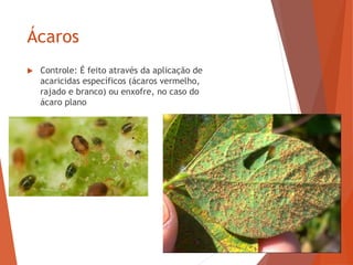 Ácaros
 Controle: É feito através da aplicação de
acaricidas específicos (ácaros vermelho,
rajado e branco) ou enxofre, no caso do
ácaro plano
 