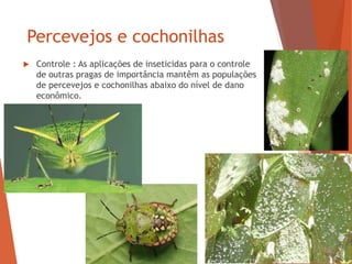 Percevejos e cochonilhas
 Controle : As aplicações de inseticidas para o controle
de outras pragas de importância mantêm as populações
de percevejos e cochonilhas abaixo do nível de dano
econômico.
 