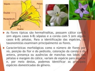  As flores típicas são hermafroditas, possuem cálice com 5
(em alguns casos 6-8) sépalas e a corola com 5 (em alguns
casos 6-8) pétalas. Para a identificação das espécies, os
taxonomistas examinam principalmente as flores.
 Características morfológicas como o número de flores por
nó, posição da flor e do pedicelo, coloração da corola e da
antera, presença ou ausências de manchas nos lobos das
pétalas e margem do cálice, variam de espécie para espécie
e, por meio destas, podemos identificar as principais
espécies domesticadas do gênero.
 