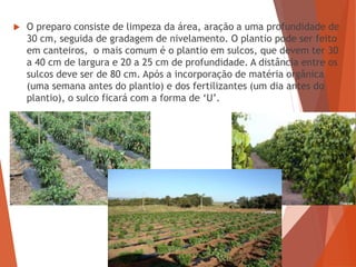  O preparo consiste de limpeza da área, aração a uma profundidade de
30 cm, seguida de gradagem de nivelamento. O plantio pode ser feito
em canteiros, o mais comum é o plantio em sulcos, que devem ter 30
a 40 cm de largura e 20 a 25 cm de profundidade. A distância entre os
sulcos deve ser de 80 cm. Após a incorporação de matéria orgânica
(uma semana antes do plantio) e dos fertilizantes (um dia antes do
plantio), o sulco ficará com a forma de ‘U’.
 