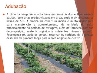 Adubação
 A pimenta longa se adapta bem em solos ácidos e ligeiramente
básicos, com altas produtividades em áreas onde o pH encontra-se
acima de 5,0. A prática da cobertura morta é muito importante
para manutenção e aproveitamento da umidade do solo,
principalmente no período de estiagem, além de fornecer, com sua
decomposição, matéria orgânica e nutrientes minerais ao solo.
Recomenda-se, após os cortes, retornar os resíduos da biomassa
destilada da pimenta longa para a área original de cultivo.
 
