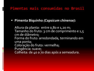 Pimentas mais consumidas no Brasil
 Pimenta Biquinho (Capsicum chinense):
Altura da planta: entre 0,80 e 1,20 m;
Tamanho do fruto: 3 cm de comprimento e 1,5
cm de diâmetro;
Forma do fruto: arredondada, terminando em
uma ponta;
Coloração do fruto: vermelha;
Pungência: suave;
Colheita: de 40 a 70 dias após a semeadura.
 
