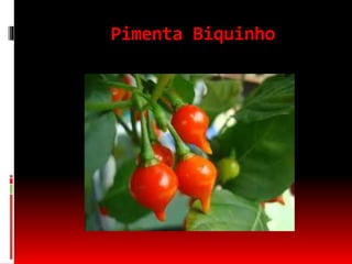 Pimenta Biquinho
 