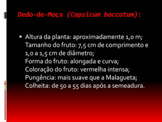 Dedo-de-Moça (Capsicum baccatum):
 Altura da planta: aproximadamente 1,0 m;
Tamanho do fruto: 7,5 cm de comprimento e
1,0 a 1,5 cm de diâmetro;
Forma do fruto: alongada e curva;
Coloração do fruto: vermelha intensa;
Pungência: mais suave que a Malagueta;
Colheita: de 50 a 55 dias após a semeadura.
 