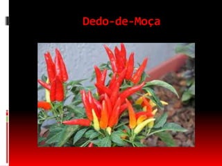 Dedo-de-Moça
 