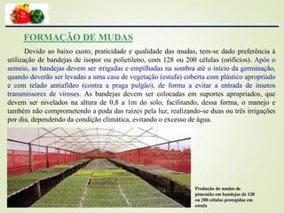 FORMAÇÃO DE MUDAS
Devido ao baixo custo, praticidade e qualidade das mudas, tem-se dado preferência à
utilização de bandejas de isopor ou polietileno, com 128 ou 200 células (orifícios). Após o
semeio, as bandejas devem ser irrigadas e empilhadas na sombra até o início da germinação,
quando deverão ser levadas a uma casa de vegetação (estufa) coberta com plástico apropriado
e com telado antiafídeo (contra a praga pulgão), de forma a evitar a entrada de insetos
transmissores de viroses. As bandejas devem ser colocadas em suportes apropriados, que
devem ser nivelados na altura de 0,8 a 1m do solo, facilitando, dessa forma, o manejo e
também não comprometendo a poda das raízes pela luz, realizando-se duas ou três irrigações
por dia, dependendo da condição climática, evitando o excesso de água.
Produção de mudas de
pimentão em bandejas de 128
ou 200 células protegidas em
estufa
 