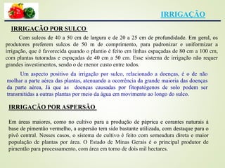 IRRIGAÇÃO
IRRIGAÇÃO POR SULCO
Com sulcos de 40 a 50 cm de largura e de 20 a 25 cm de profundidade. Em geral, os
produtores preferem sulcos de 50 m de comprimento, para padronizar e uniformizar a
irrigação, que é favorecida quando o plantio é feito em linhas espaçadas de 80 cm a 100 cm,
com plantas tutoradas e espaçadas de 40 cm a 50 cm. Esse sistema de irrigação não requer
grandes investimentos, sendo o de menor custo entre todos.
Um aspecto positivo da irrigação por sulco, relacionado a doenças, é o de não
molhar a parte aérea das plantas, atenuando a ocorrência da grande maioria das doenças
da parte aérea, Já que as doenças causadas por fitopatógenos de solo podem ser
transmitidas a outras plantas por meio da água em movimento ao longo do sulco.
IRRIGAÇÃO POR ASPERSÃO
Em áreas maiores, como no cultivo para a produção de páprica e corantes naturais à
base de pimentão vermelho, a aspersão tem sido bastante utilizada, com destaque para o
pivô central. Nesses casos, o sistema de cultivo é feito com semeadura direta e maior
população de plantas por área. O Estado de Minas Gerais é o principal produtor de
pimentão para processamento, com área em torno de dois mil hectares.
 